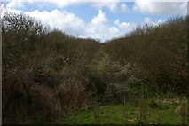 SW6525 : Wooded wetland, Loe Valley by Christopher Hilton