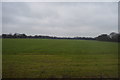 Field, Badsell Manor Farm