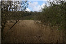 SW6525 : Reed beds on the Loe by Christopher Hilton