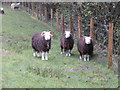 Sheep at Nicholforest