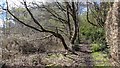 Path on the Edge of Leapingbar Copse