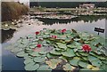 Water lilies, Burnby Hall Gardens