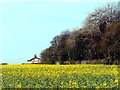 SD3200 : Oakland Cottage and field of rapeseed (Brassica napus) by Norman Caesar