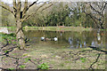 Pond, Dunsfold green