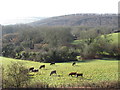 Cattle at Highertown, Truro