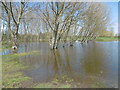 Submerged trees in a lake at Crossway Park