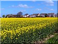 Housing in Haskayne with field of rapeseed