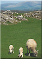 SD6078 : Sheep on limestone near Wood End by Karl and Ali