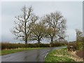 SE5161 : Trees at a bend on the road to Mosey Bridge by Christine Johnstone