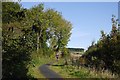 Woodland path, Pitcairn