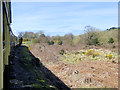 SN6080 : Vale of Rheidol Railway near to Llanbadarn Fawr by David Dixon