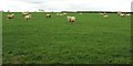 ST4024 : Sheep, Shepton Furlong by Derek Harper