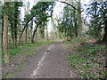 The North Downs Way near Monkgrove Copse