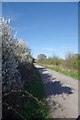 Blossom by the Bridleway