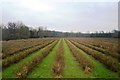 Fruit field