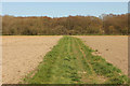 Footpath to Scotgrove Wood