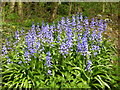 A clump of bluebells near Bysing Wood Road