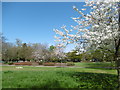 Blossom in Islip Manor Park