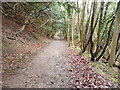 The North Downs Way near Brockham Warren