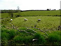 Sheep, Clogherny Glebe Upper