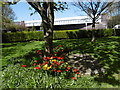 Tulips at Ruislip Gardens