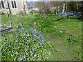 Bluebells in St John the Baptist Churchyard, Erith