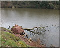 Fallen tree at Lymm Dam