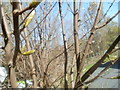 Trees in bud on wasteland beneath Tesco car park, Westcroft Road