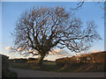 Winter tree beside Moor Lane, nr Nottage