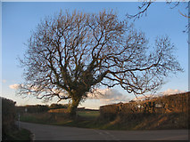 SS8278 : Winter tree beside Moor Lane, nr Nottage by eswales