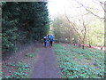 Woodland path at The Elms