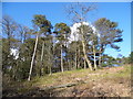 Trees by Radnor Road, Peaslake