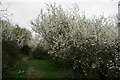 Blackthorn on footpath near Nottington