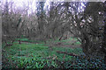 Woodland between Manselfield and Newton