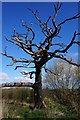 Dead tree near The Elms, Garforth