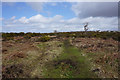 Path on Clyne Common