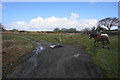 Path junction and ponies below Clyne Golf Club