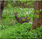 SE2377 : Roe deer near Grewelthorpe by Stephen Richards