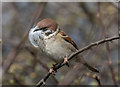 TA1973 : Tree Sparrow Gathering Nesting Material at RSPB Reserve near Bempton Cliffs, Yorkshire by Christine Matthews