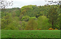 Hawkswell Wood near Grewelthorpe