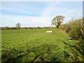 Field with cattle drinking trough