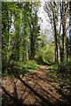 Woodland Path in Lee Valley park