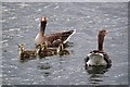 TL3701 : Greylag Geese in Friday Lake by Glyn Baker