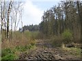 Muddy track in Castlehill Plantation 