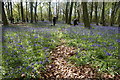 View of bluebells in Chalet Wood, Wanstead Park #32