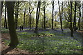 View of the main path running through the bluebells in Chalet Wood