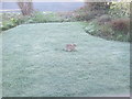 SD2806 : Wild rabbit on urban lawn by David Hawgood