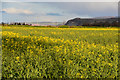 West Somerset : Oil Seed Rape Field