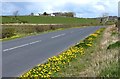 A Host Of Golden Dandelions