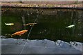 Filleigh, Castle Hill Gardens: Koi Carp in the walled garden